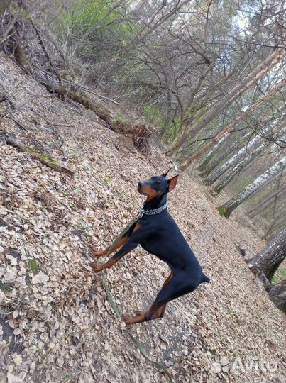 Щенки добермана