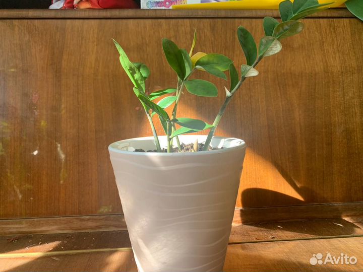 Замиокулькас