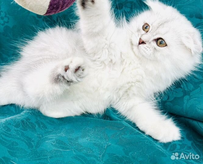 Шотландский котенок фолд