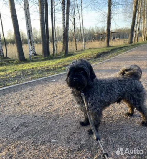 Передержка животных на время отпуска