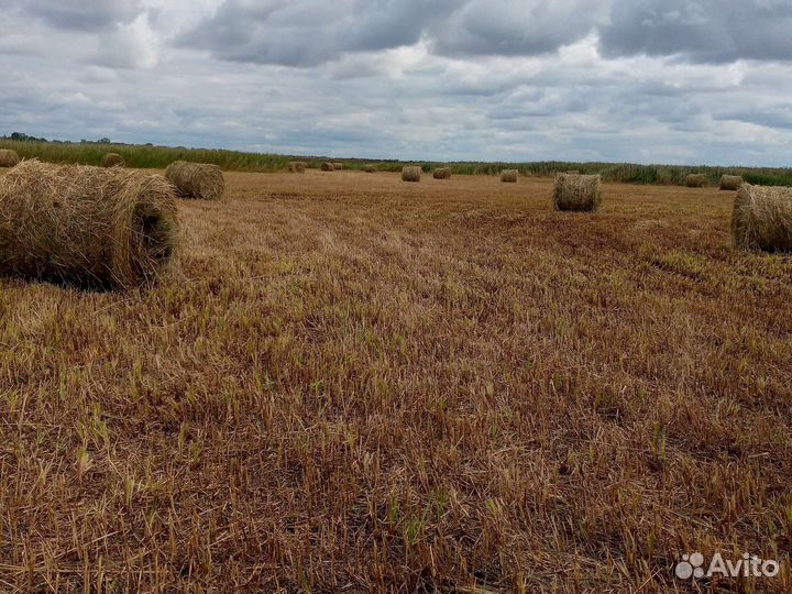 Продам сено в рулонах