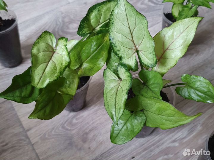 Сингониум сортовой орм мани