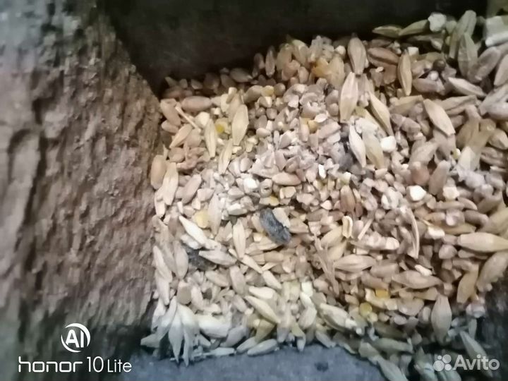 Ячмень,пшеница,зерносмеси,отруби, кукуруза