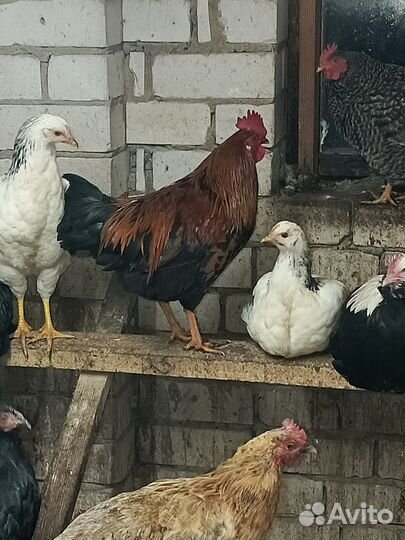 Молодые петухи