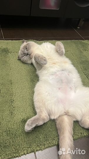 Кошка шотландская вислоухая