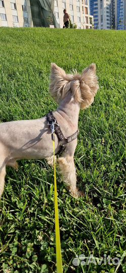 Йоркширский терьер бесплатно