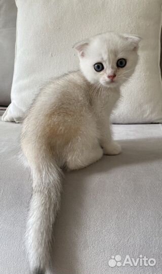 Шотландский котик - окрас ns 11