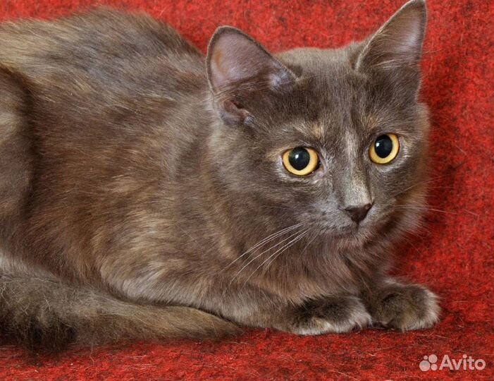 Кошки в добрые руки бесплатно