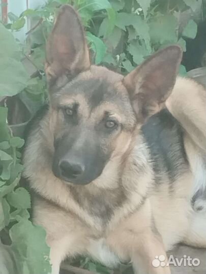 Щенки овчарки метисы