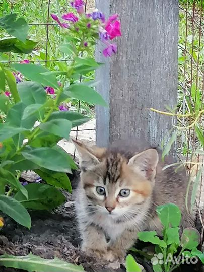 Котенок (маленькая охотница)