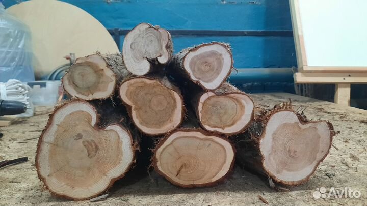 Можжевельник