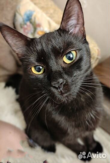 Кошка в добрые руки