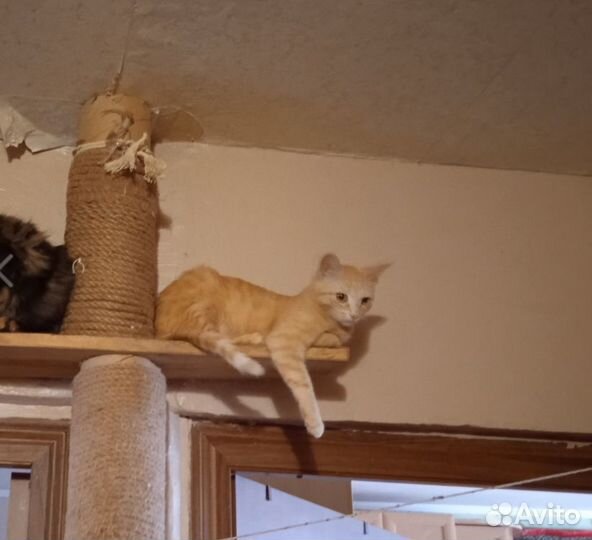 Кошки в добрые руки