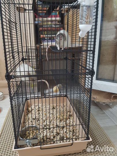 Передержка кошек, крыс и хомяков, свинок