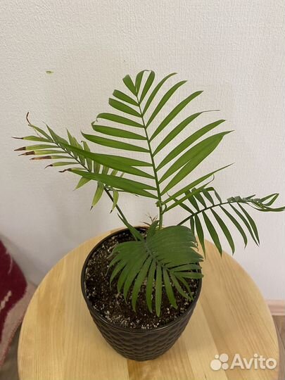 Пальма Хамедорея