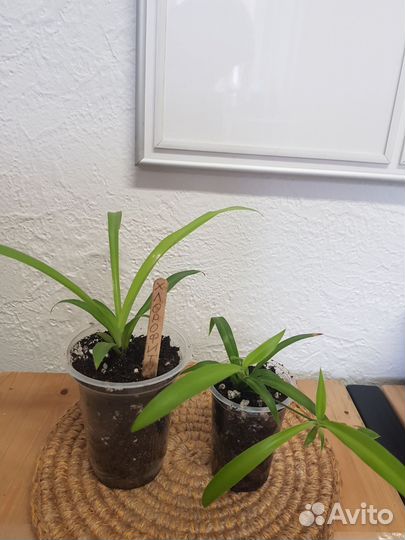 Комнатные цветы