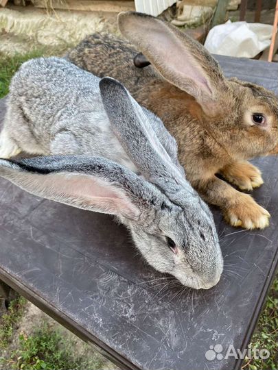 Серый великан