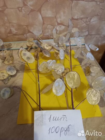 Лунария сухоцвет