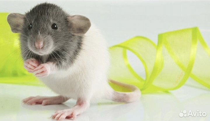 Крысята дамбо бесплатная доставка