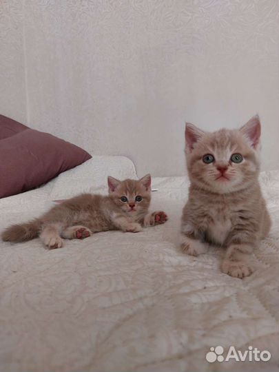 Британские котята