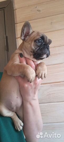 Французский бульдог