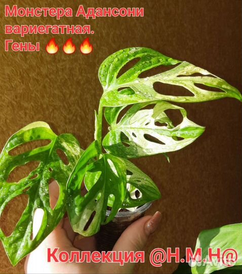 Монстера адансони вариегатная-2
