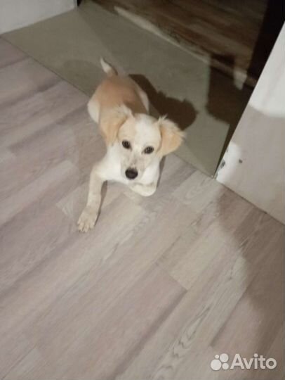 Собачка небольшая