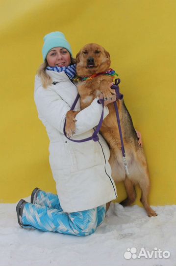 Возми собаку из приюта