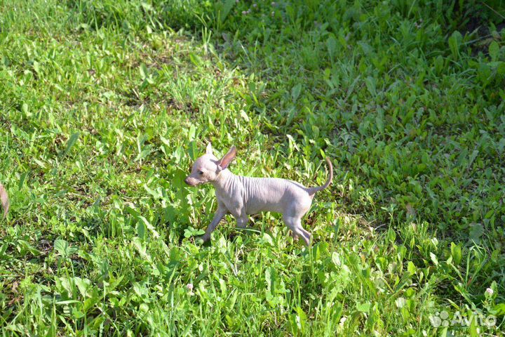 Ксолоитцкуинтли мини и супермини