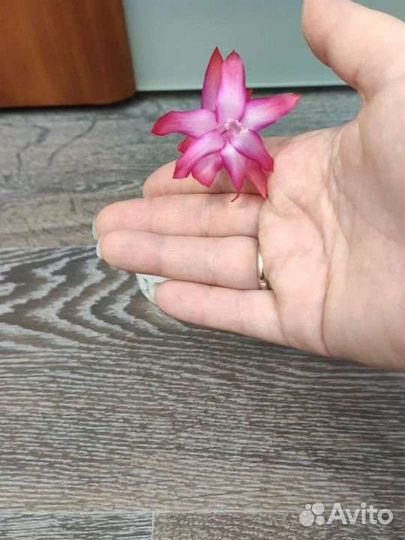 Декабрист/шлюмбергера/зигокактус