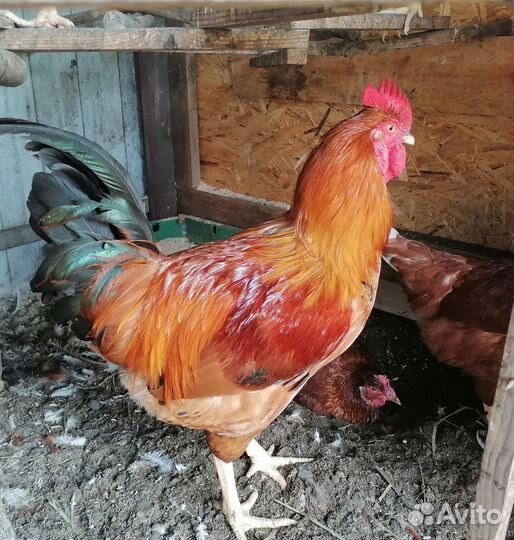 Петух Кучинский