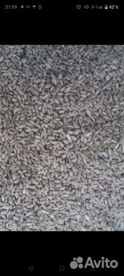 Пшеница ячмень