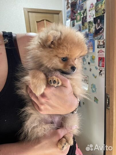 Померанский шпиц мини