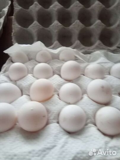 Инкубационное яйцо перепелов Виргинских,Селадонов