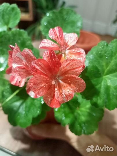 Пеларгония герань