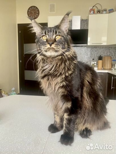 Кот Мейн-кун, вязка