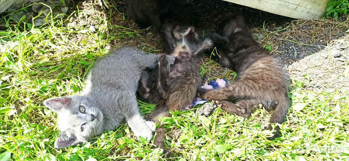 Котята от кошки мышеловки