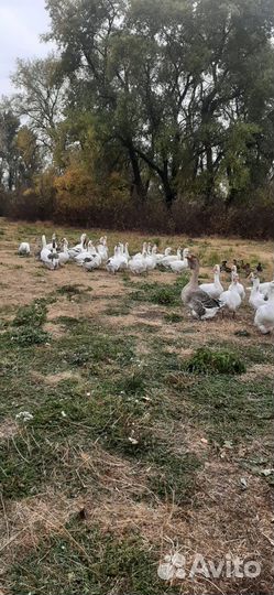 Гуси на племя