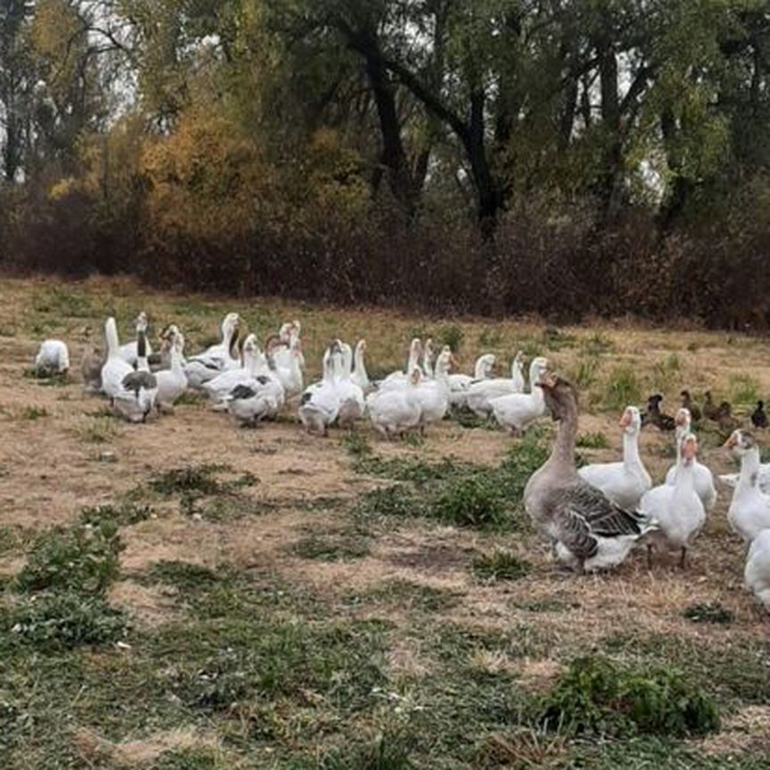 Гуси на племя