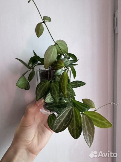 Дисфидия мело