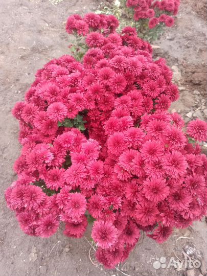 Хризантема