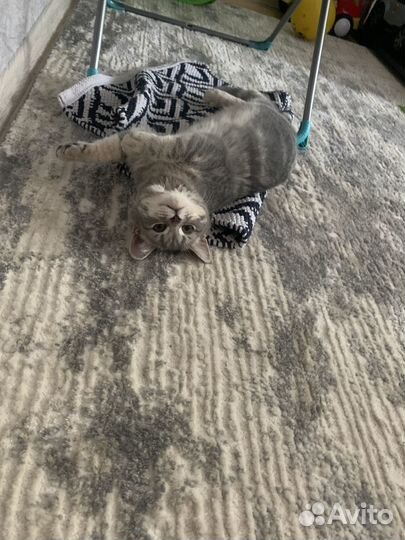 Кошки в добрые руки