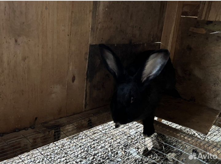 Калифорнийские кролики