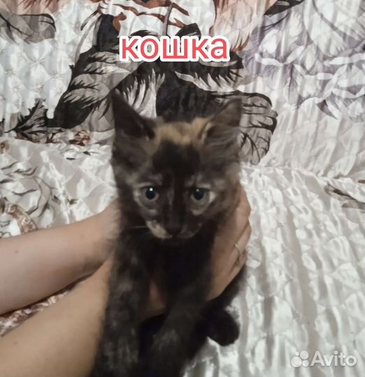 Котята в добрые руки бесплатно