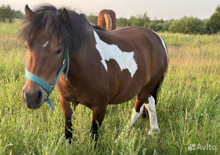 Жеребец лицензированый орловский рысак