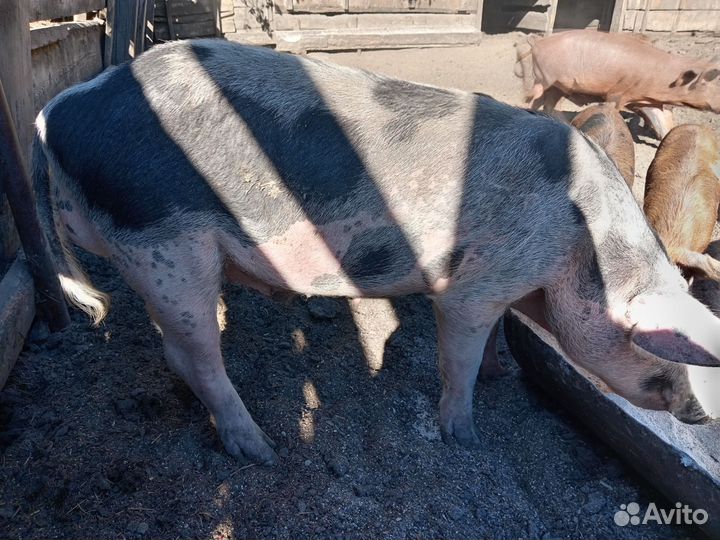 Хряк на племя