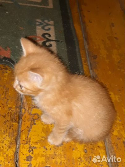 Котенок Рыжий Апельсин ищет дом