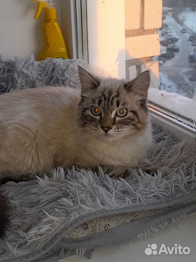 Сибирский кот