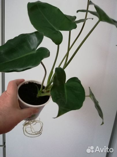 Филодендрон бурле маркс