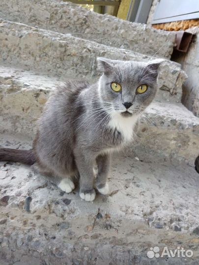Пристроить котенка